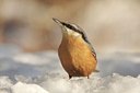 BUITEN BEELD Foto: 82768