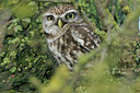 BUITEN BEELD Foto: 82781