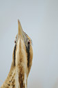 BUITEN BEELD Foto: 82795