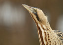 BUITEN BEELD Foto: 82796
