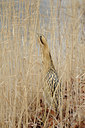 BUITEN BEELD Foto: 82797