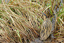 BUITEN BEELD Foto: 82799