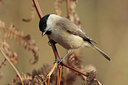 BUITEN BEELD Foto: 82835