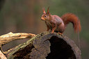 BUITEN BEELD Foto: 82854