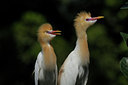 BUITEN BEELD Foto: 82881