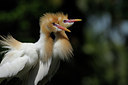BUITEN BEELD Foto: 82882