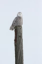 BUITEN BEELD Foto: 82894