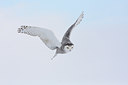 BUITEN BEELD Foto: 82895