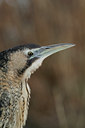 BUITEN BEELD Foto: 82897