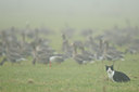 BUITEN BEELD Foto: 82996