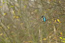 BUITEN BEELD Foto: 83029