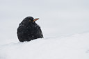 BUITEN BEELD Foto: 83049