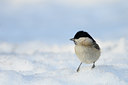 BUITEN BEELD Foto: 83054