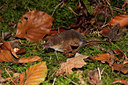 BUITEN BEELD Foto: 83067