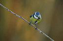BUITEN BEELD Foto: 83080