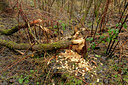 BUITEN BEELD Foto: 83084