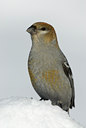 BUITEN BEELD Foto: 83112