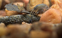 BUITEN BEELD Foto: 83139