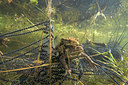 BUITEN BEELD Foto: 83146