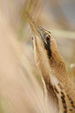 BUITEN BEELD Foto: 83160