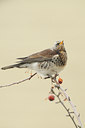 BUITEN BEELD Foto: 83169