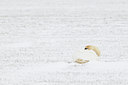 BUITEN BEELD Foto: 83276