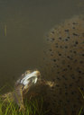 BUITEN BEELD Foto: 83393