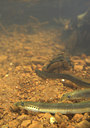 BUITEN BEELD Foto: 83401