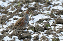 BUITEN BEELD Foto: 83458