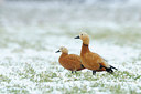 BUITEN BEELD Foto: 83540