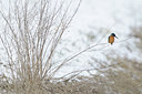 BUITEN BEELD Foto: 83551