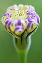 BUITEN BEELD Foto: 83564