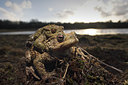 BUITEN BEELD Foto: 83621