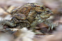 BUITEN BEELD Foto: 83713