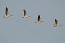 BUITEN BEELD Foto: 83722