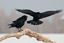 BUITEN BEELD Foto: 83729
