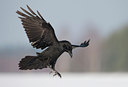 BUITEN BEELD Foto: 83735