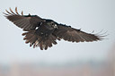 BUITEN BEELD Foto: 83739