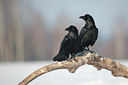 BUITEN BEELD Foto: 83741
