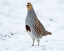 BUITEN BEELD Foto: 83751