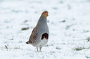 BUITEN BEELD Foto: 83754