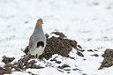 BUITEN BEELD Foto: 83756