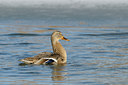 BUITEN BEELD Foto: 83759