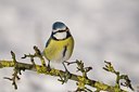 BUITEN BEELD Foto: 83810