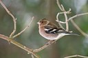 BUITEN BEELD Foto: 83815