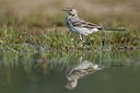 BUITEN BEELD Foto: 83819