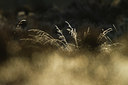 BUITEN BEELD Foto: 83840