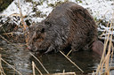 BUITEN BEELD Foto: 83927