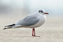 BUITEN BEELD Foto: 83935