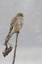 BUITEN BEELD Foto: 83941
